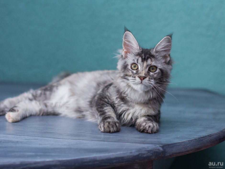 Мейн кун окрасы