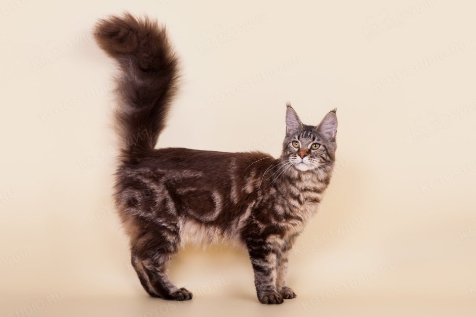 Мейн кун черный мрамор