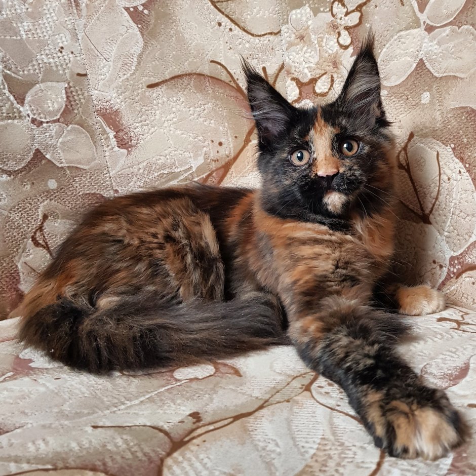 Мейн кун черный черепаховый