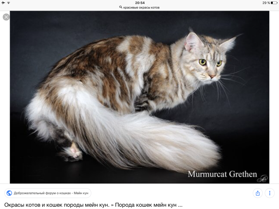 Мейн кун черепаховый мраморный