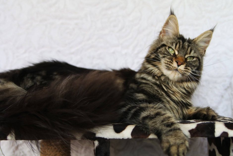 Мейн кун Лесной окрас