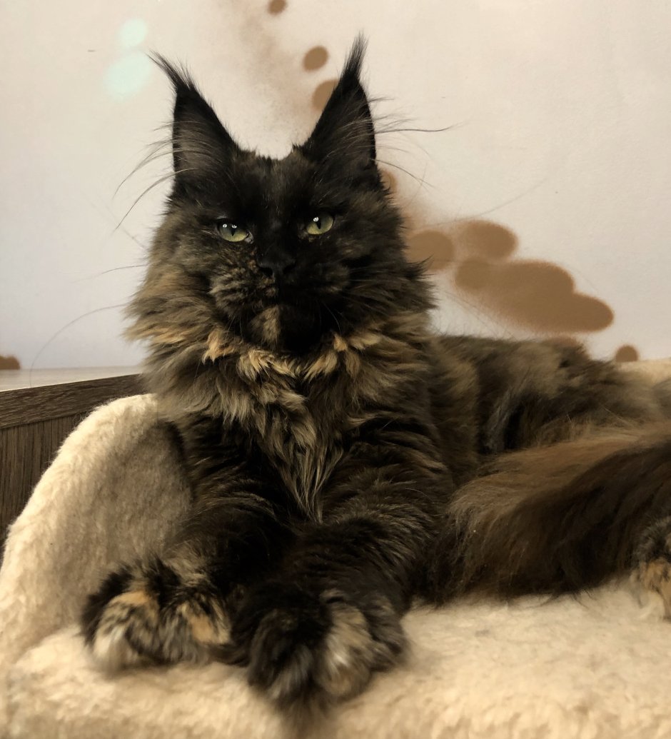 Окрас Мейн куна черный черепаховый