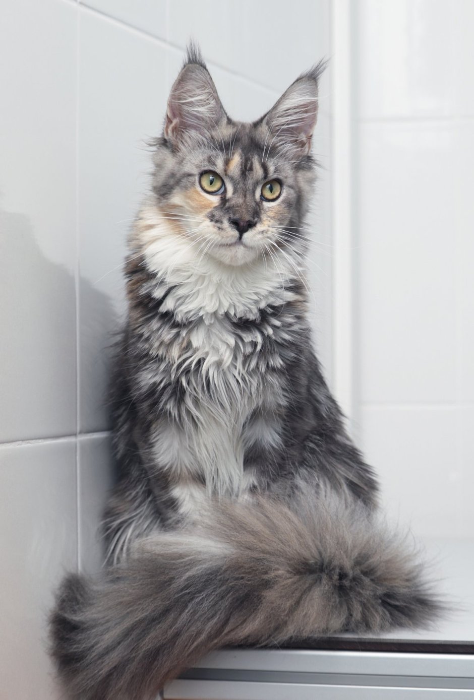 Голубокремовый Мейн кун