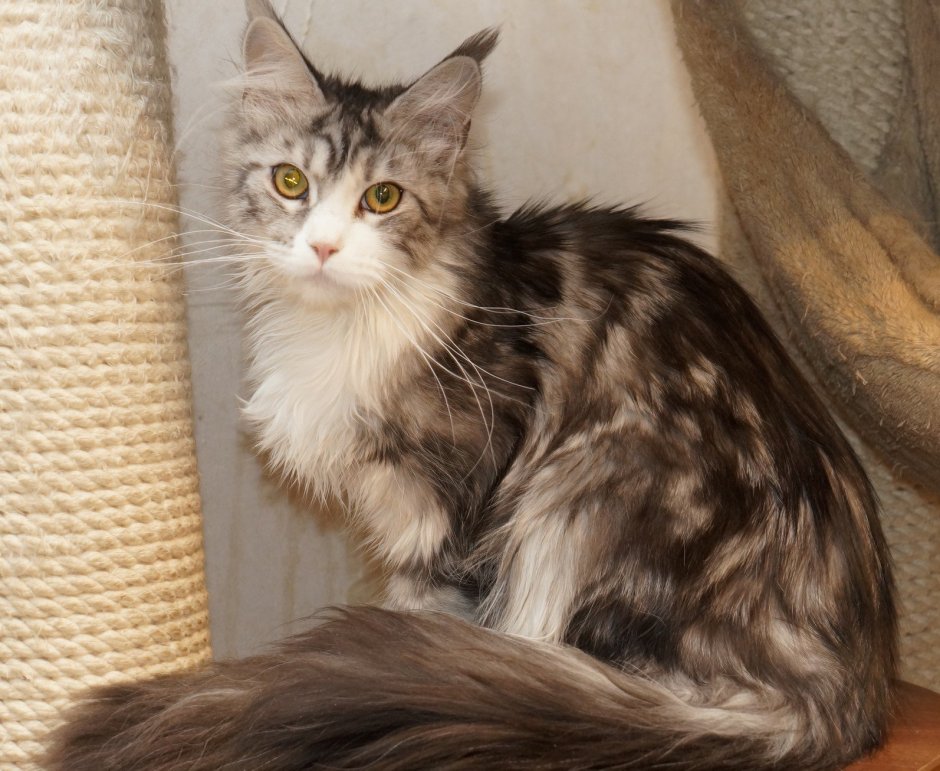 Полосатый метис Мейн куна