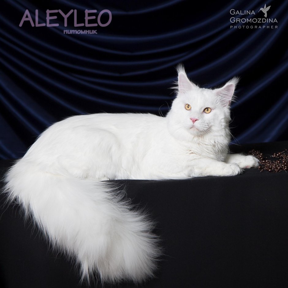 Мейн кун Ван белый окрас