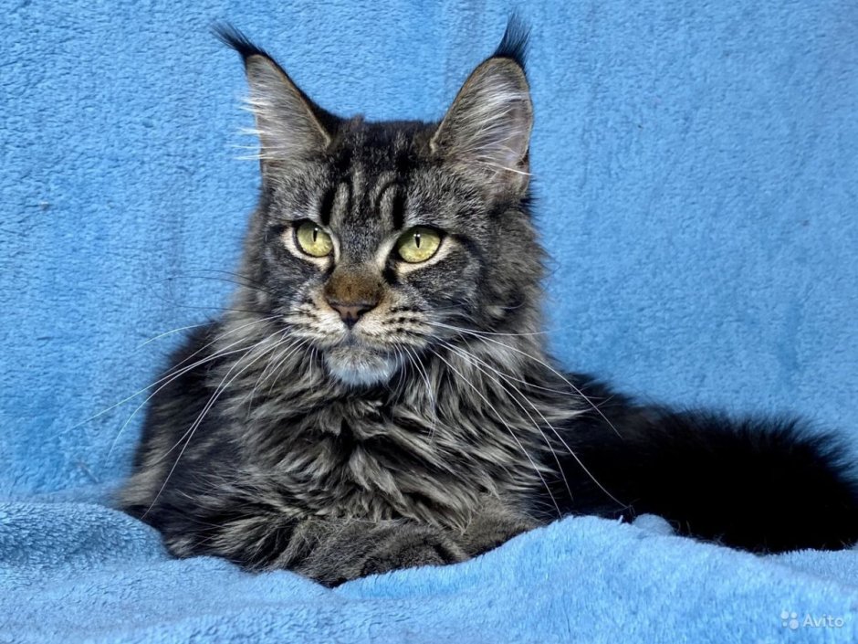 Дикий окрас Мейн куна