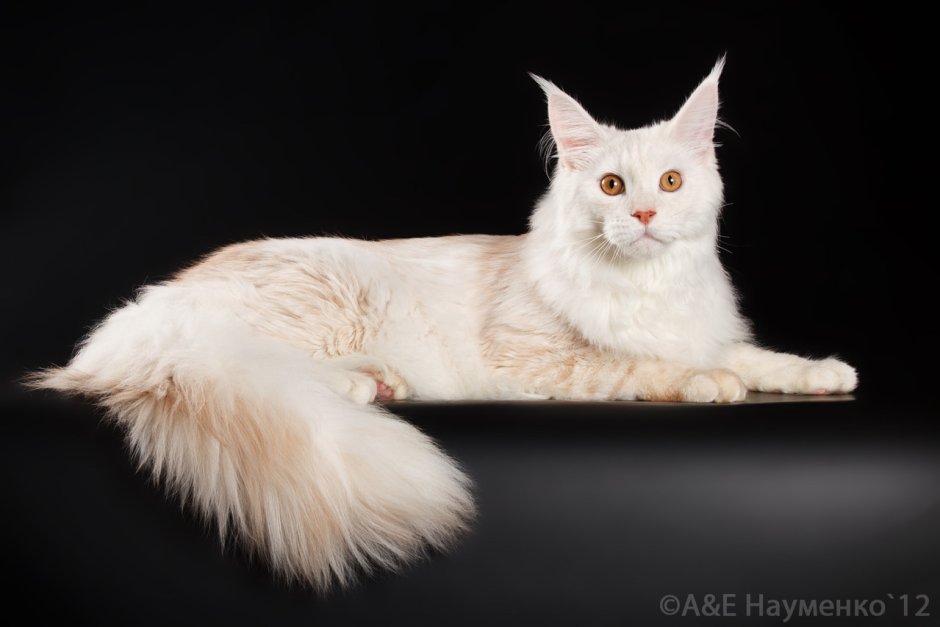 Мейн кун колор Пойнт окрас