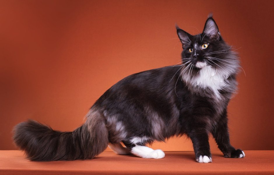 Кот Мейн кун черно белый