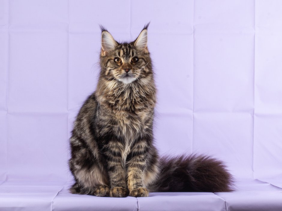 Котята Мейн кун