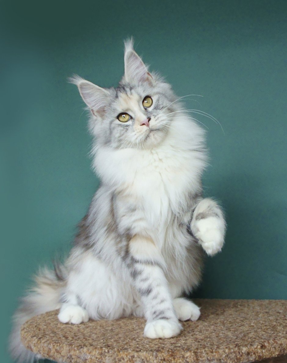 Мейн кун серебристый