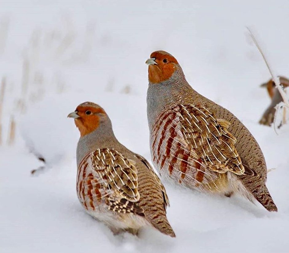 Серая куропатка (Perdix Perdix)