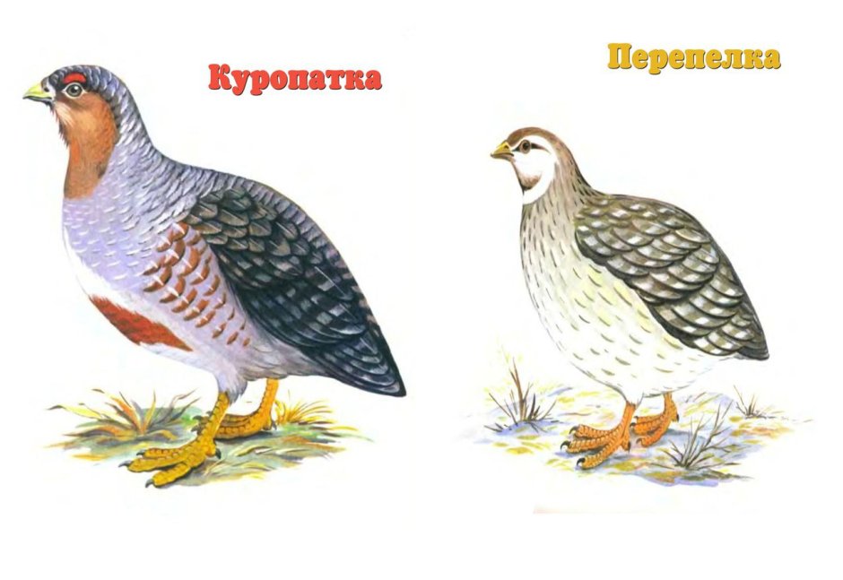 Серая куропатка с фазаном