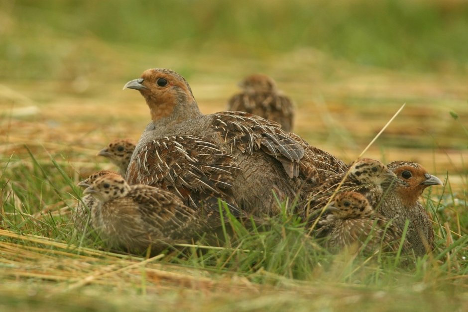 Tetraogallus altaicus