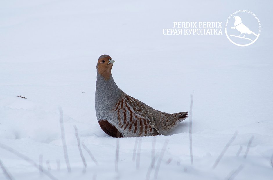 Степная куропатка