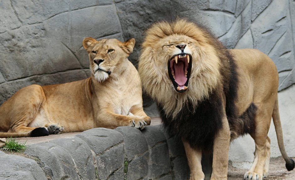 Лев (Panthera Leo)