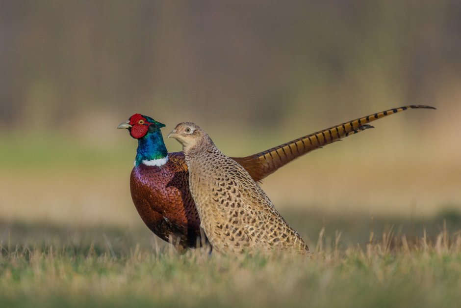 Павлины самка Peacock