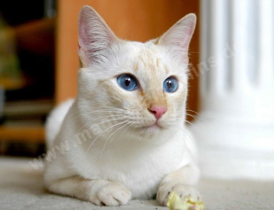 Райская кошка Ре поинт