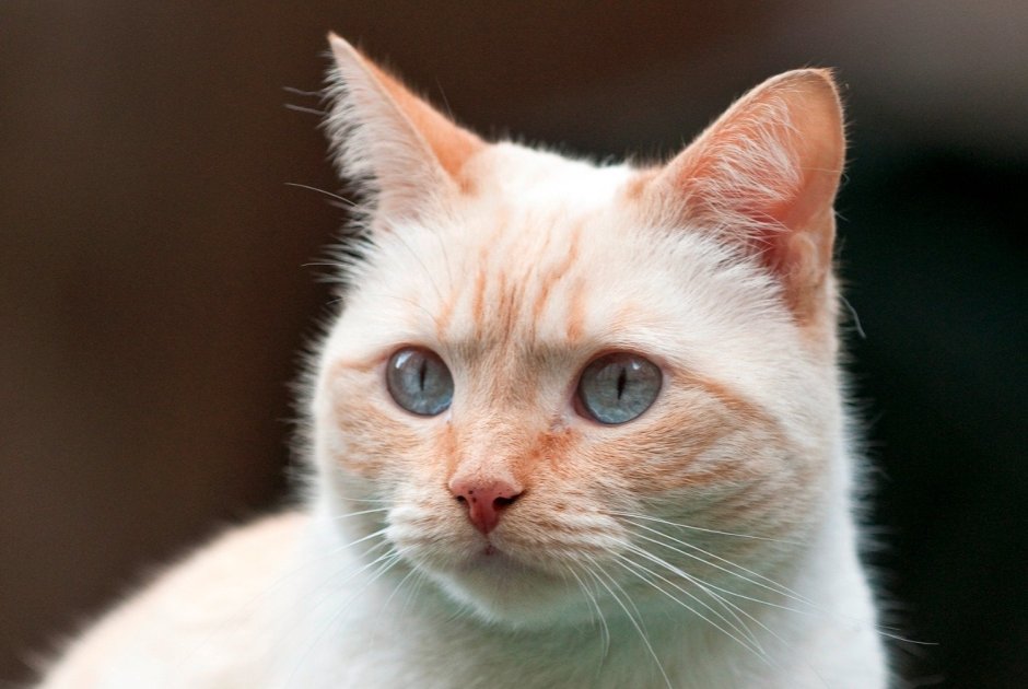 Райская кошка Ре поинт