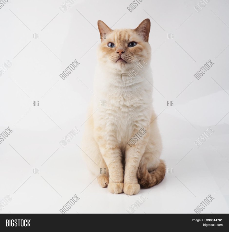 Cream point Thai Cat