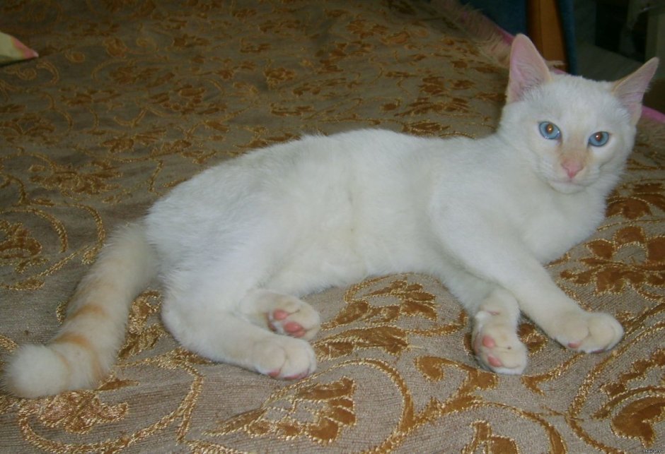 Тайская кошка ред Пойнт