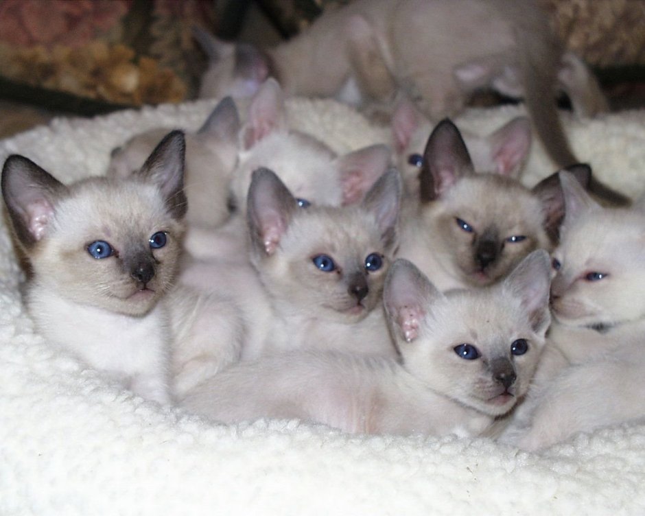 Смесь сиамской кошки