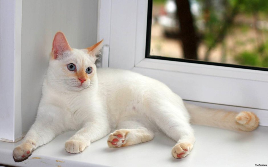 Райская кошка Ре поинт