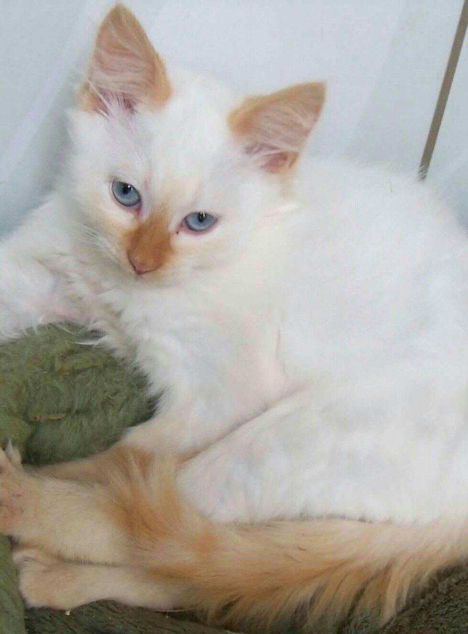 Рэгдолл кошка ред Пойнт