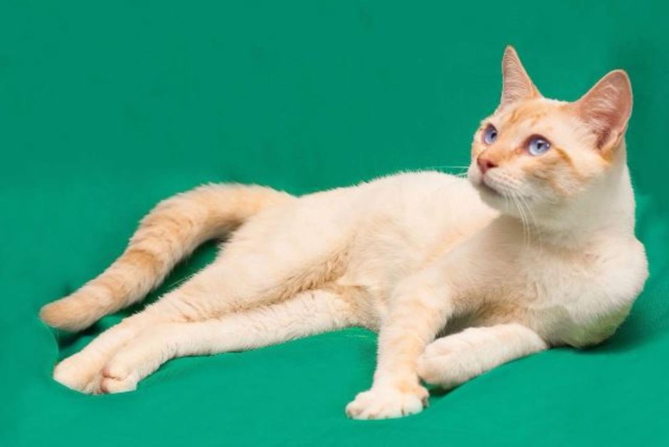Тайская кошка ред Пойнт в добрые руки