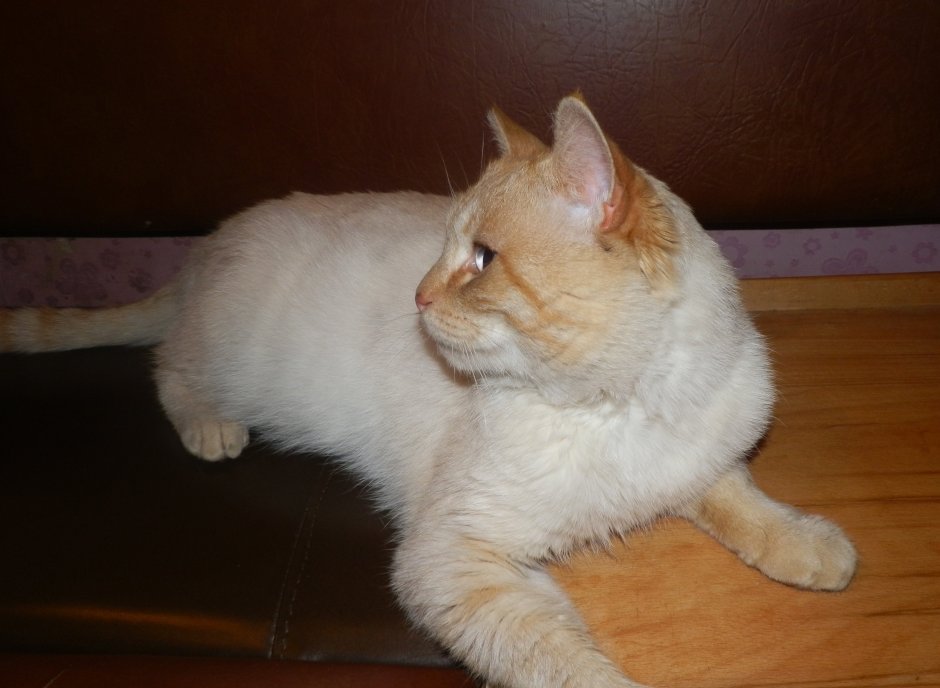 Рыжий кот ред Пойнт