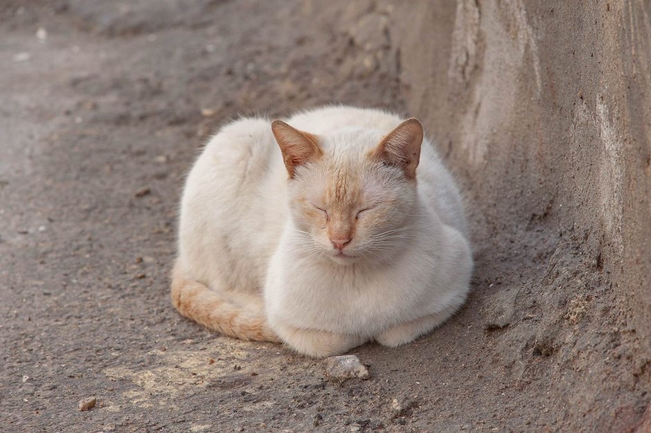 Сиамский кот ред Пойнт