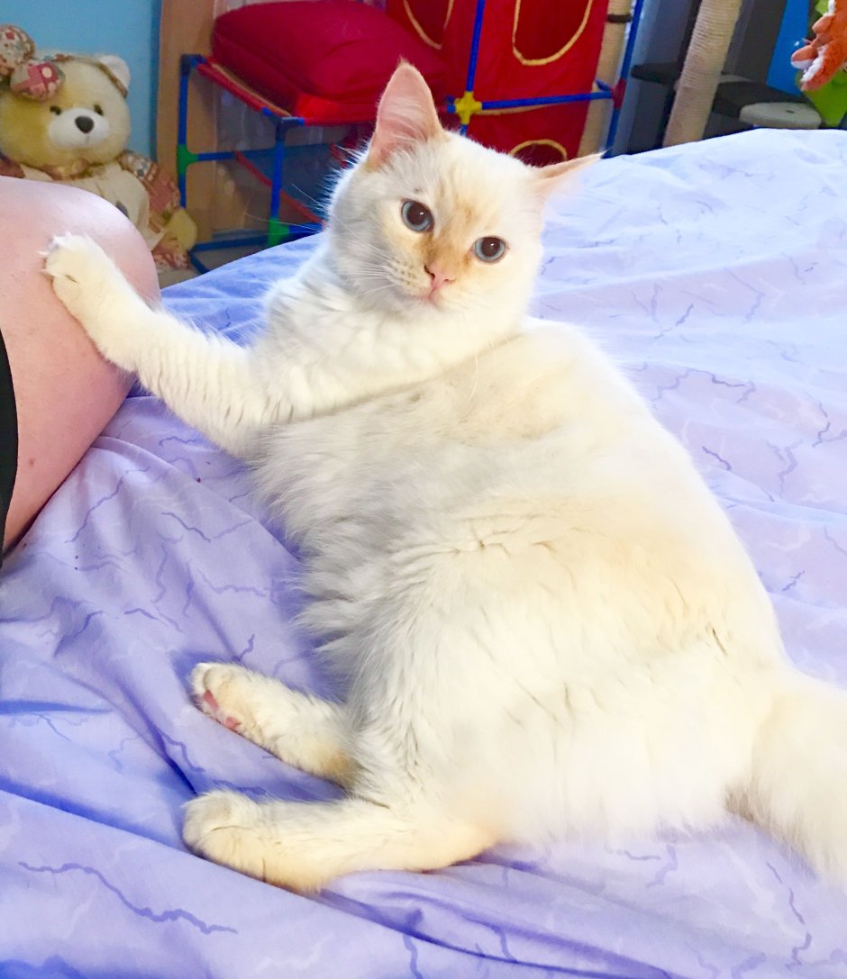 Рэгдолл кошка ред Пойнт