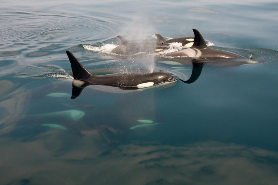 Косатка Orcinus Orca