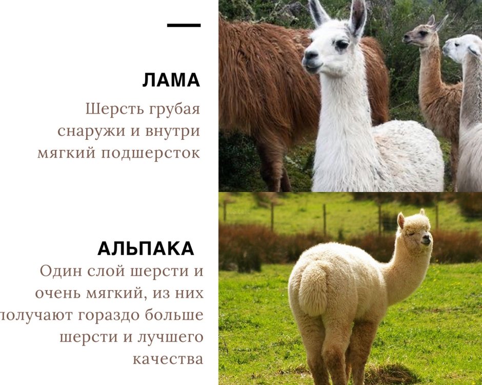 Мексика альпака