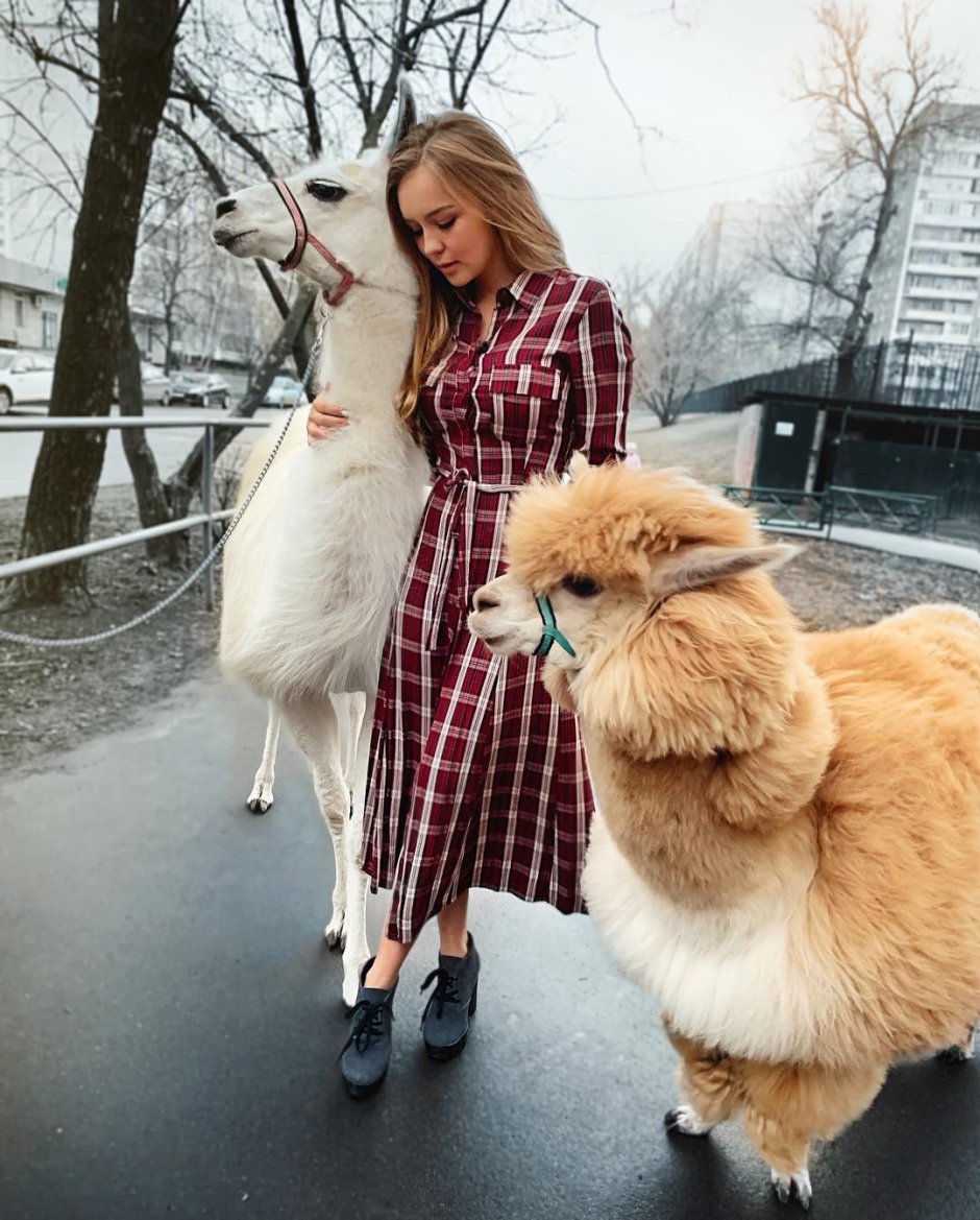 Шерсть из альпаки