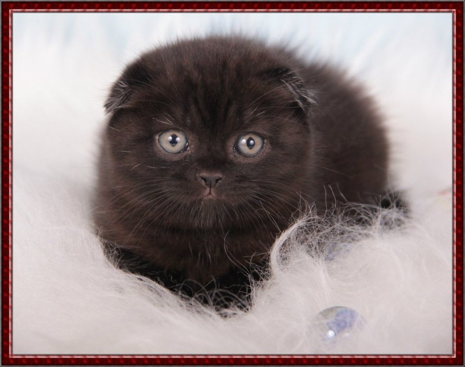 Шотландская вислоухая кошка
