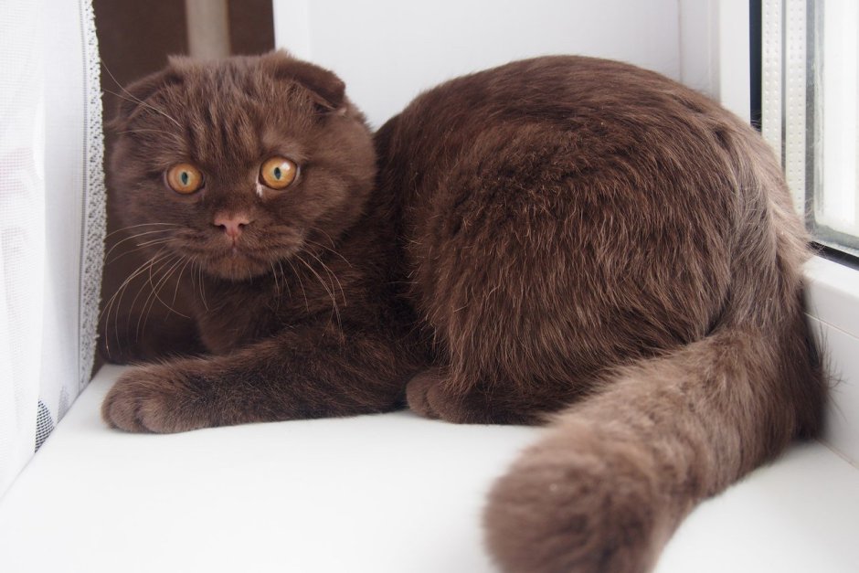 Скотишфолд шоколадный вислоухий