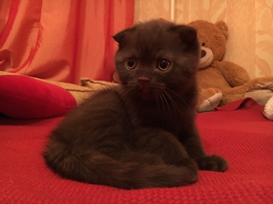 Скоттиш-фолд Шотландская шоколадная