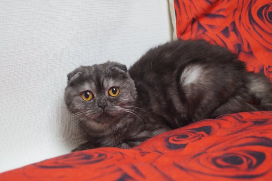 Шотландская вислоухая кошка красный мрамор
