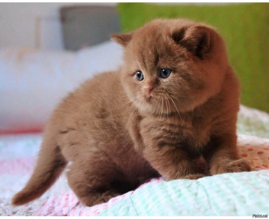 Скоттиш фолд табби