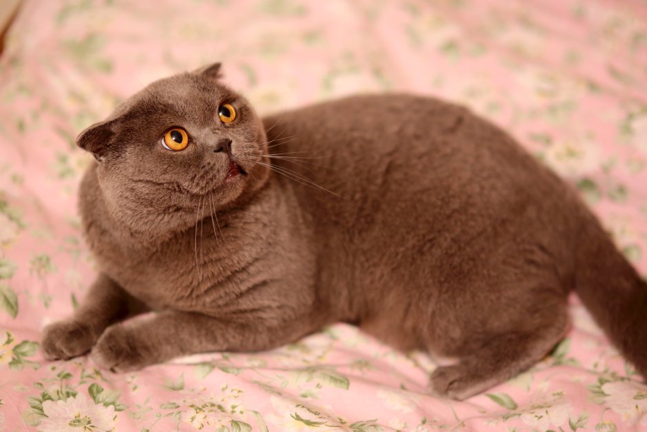 Шотландец вислоухий коричневый
