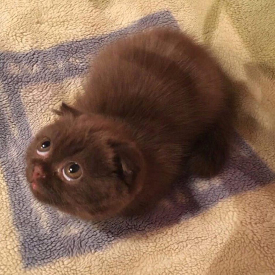 Шотландский вислоухий кот