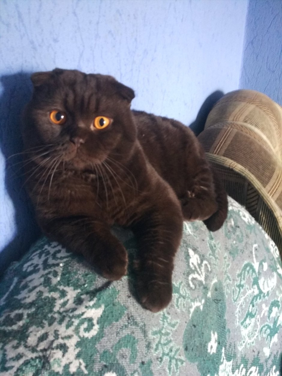 Шотландская вислоухая кошка коричневая