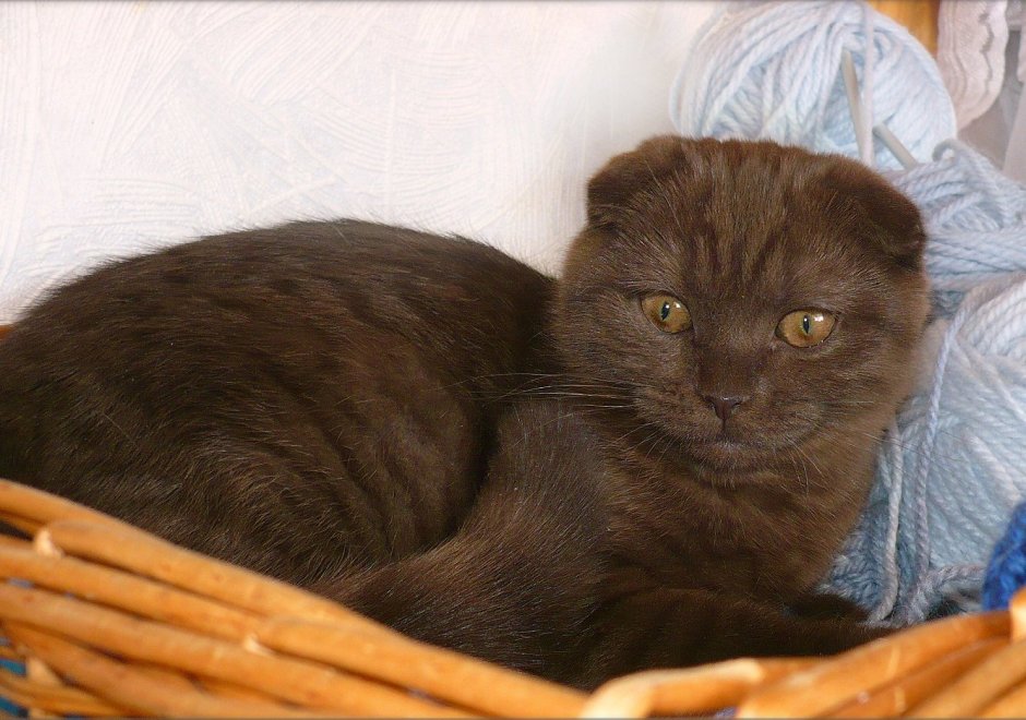Шотландский скоттиш фолд коричневый