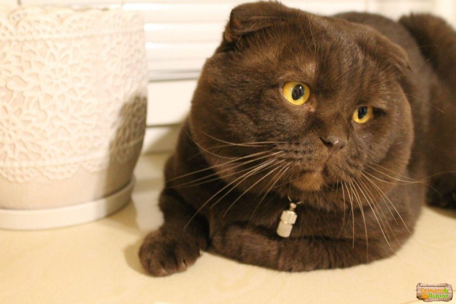 Шоколадный кот скоттиш фолд