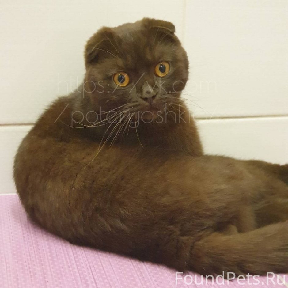 Шотландская вислоухая кошка черно коричневая