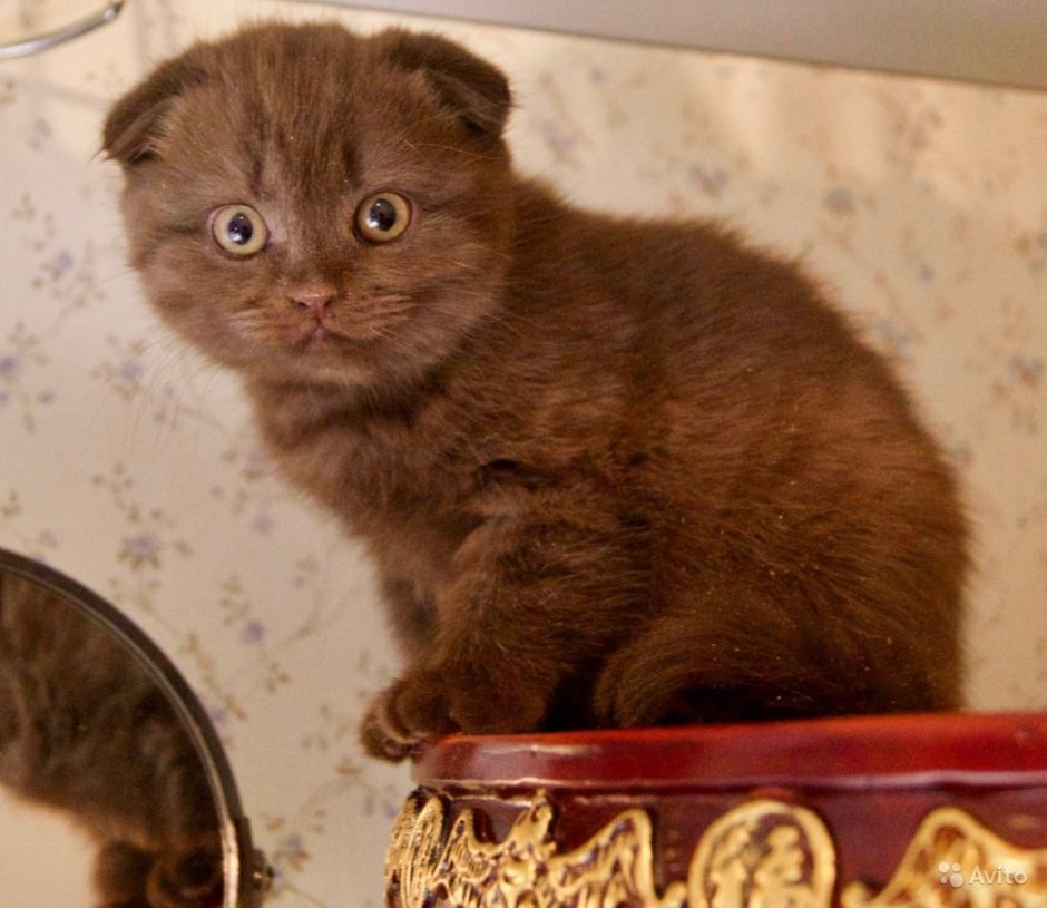 Шотландец на коричневом фоне вислоухий