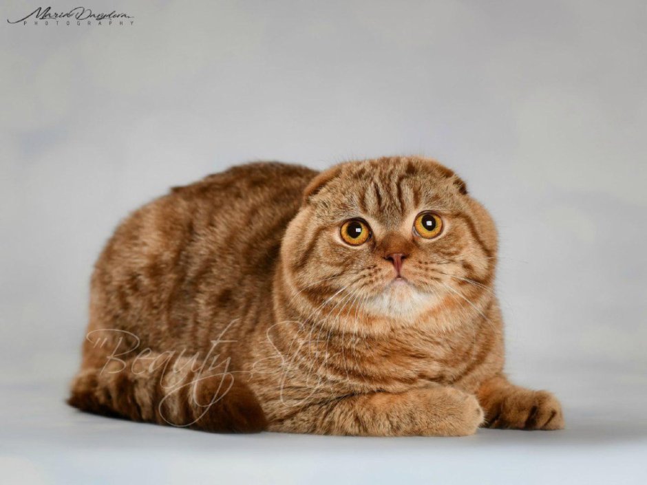 Британский вислоухий кот
