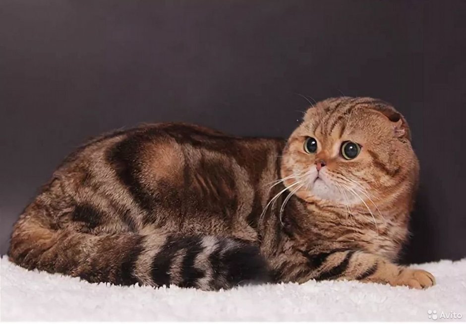 Скоттиш-фолд Шотландская черный дым