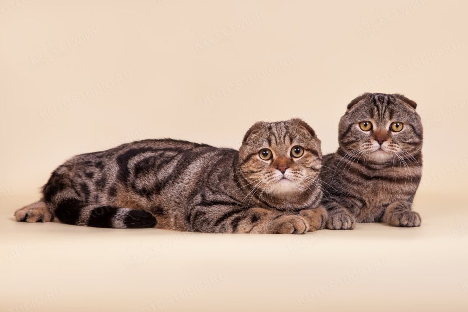 Шотландская вислоухая кошка циннамон