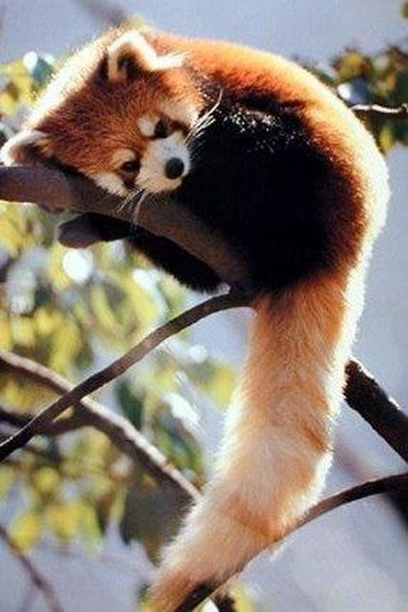 Малая Панда полосатый хвост